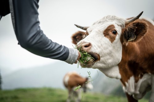 Kuh Agrarbürgschaft